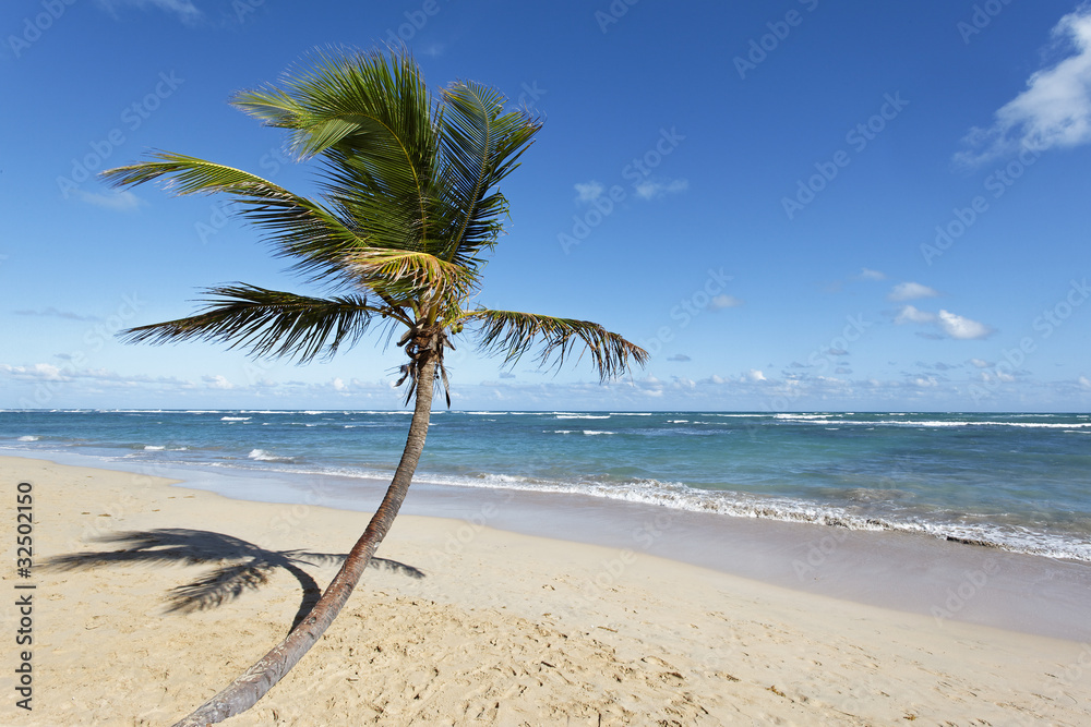 Obraz premium palm tree on a beach with ocean and sky
