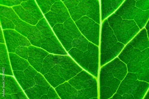 Vibrant green texture of a leaf