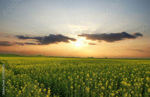 Blumenfeld Weizenfeld beim Sonnenuntergang
