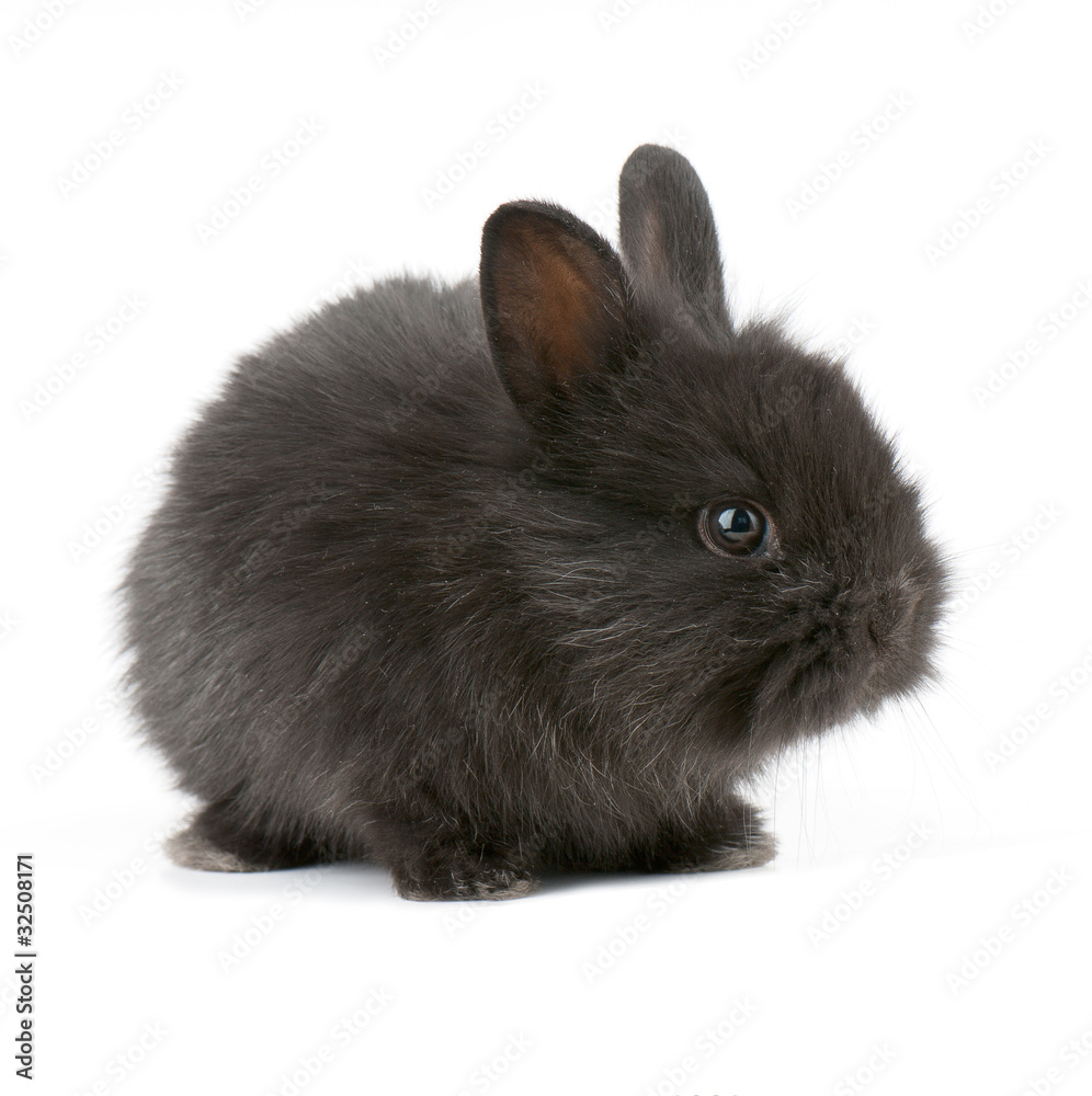 Obraz premium racy rabbit