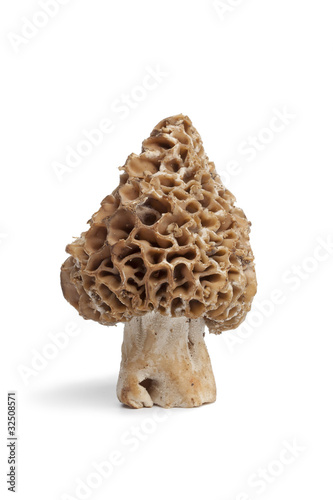 Whole single fresh Morel mushroom
