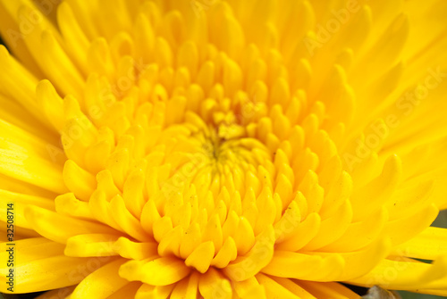 chrysanthemum