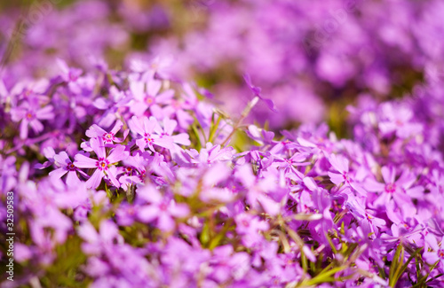 lilacs flowers as natural abstract backgrounds with beauty bokeh