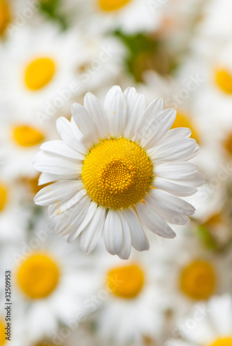 camomile