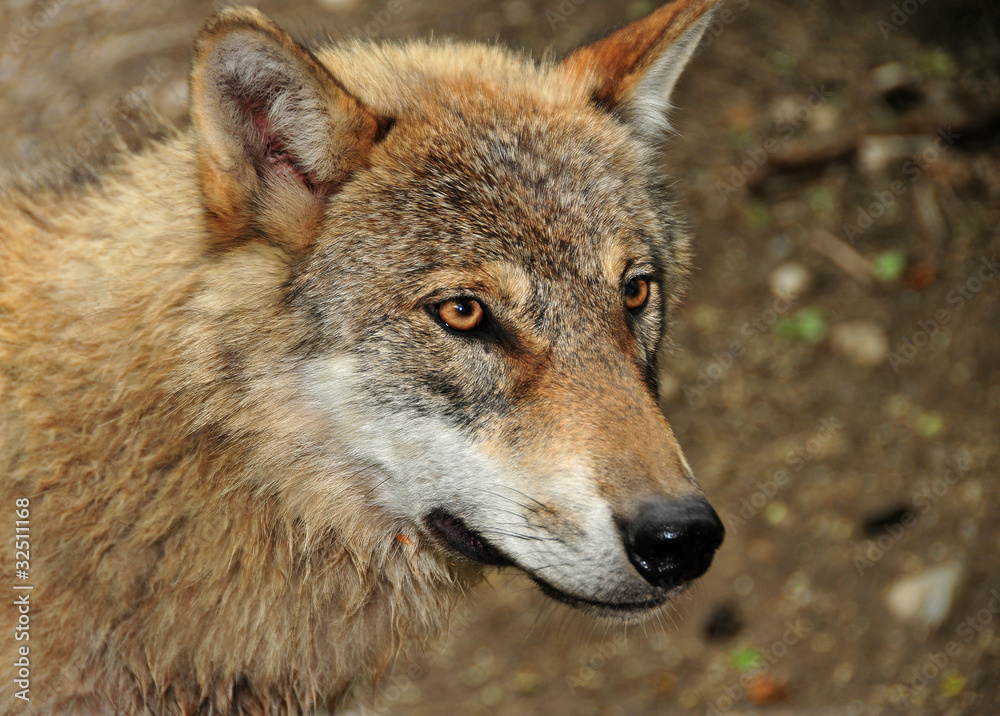Wolf - canis lupus Wolf - canis lupus