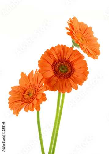 Gerbera isolated on white