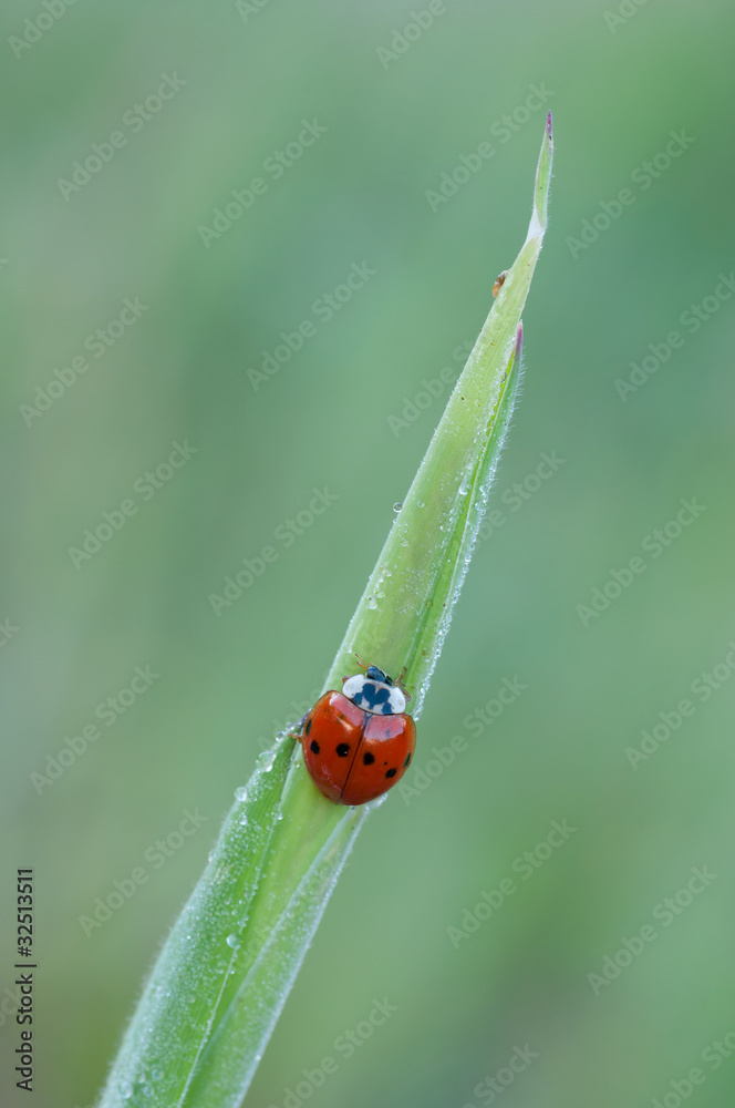 ladybird ladybird