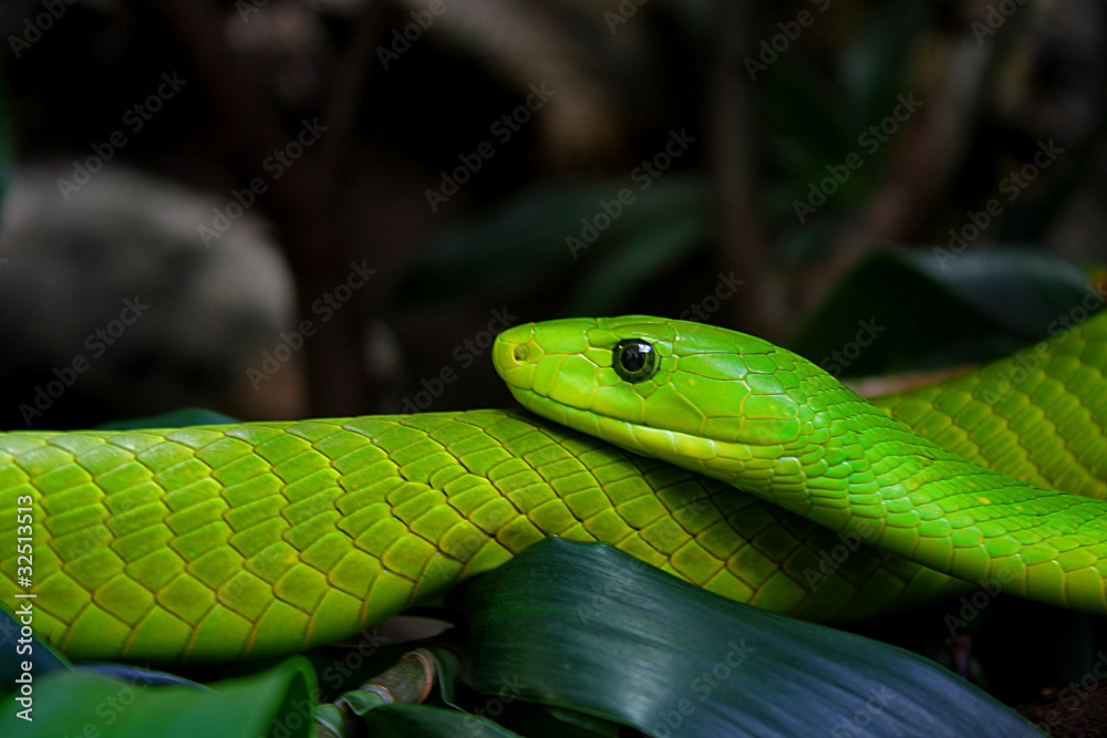 Fototapeta premium grüne Mamba