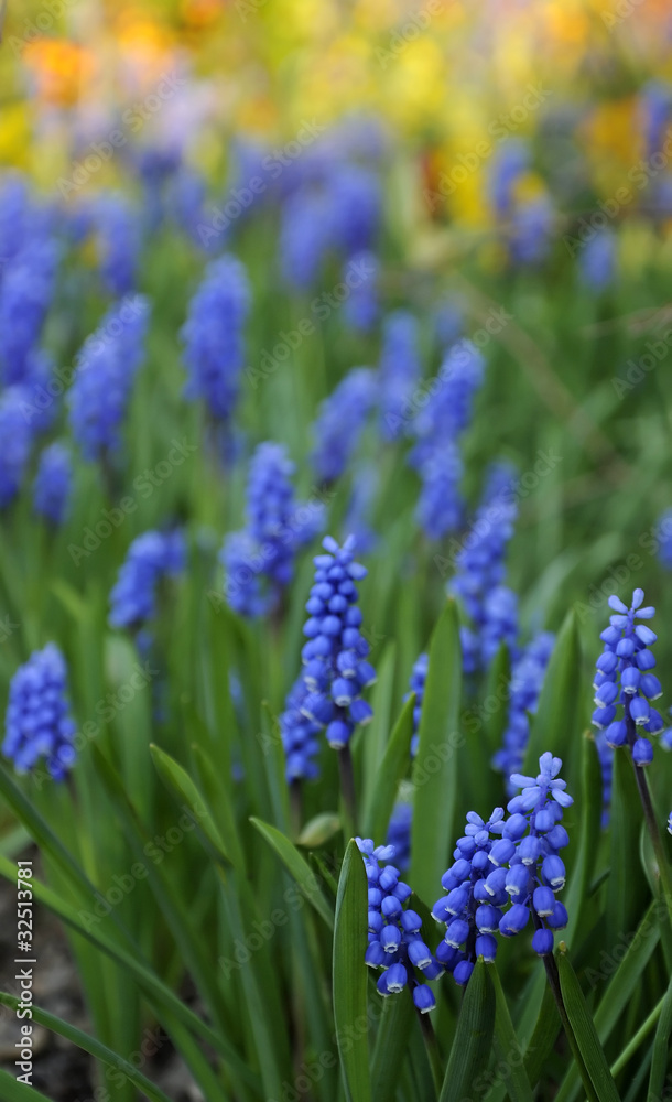 Spring muscari flowers with color background
