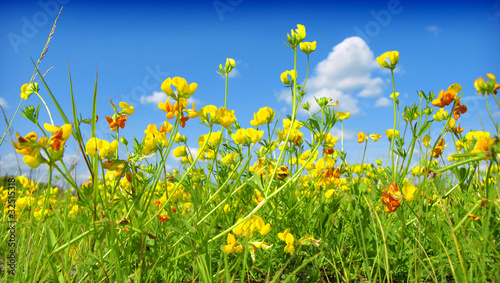 Fototapeta Naklejka Na Ścianę i Meble -  Summer wildflowers