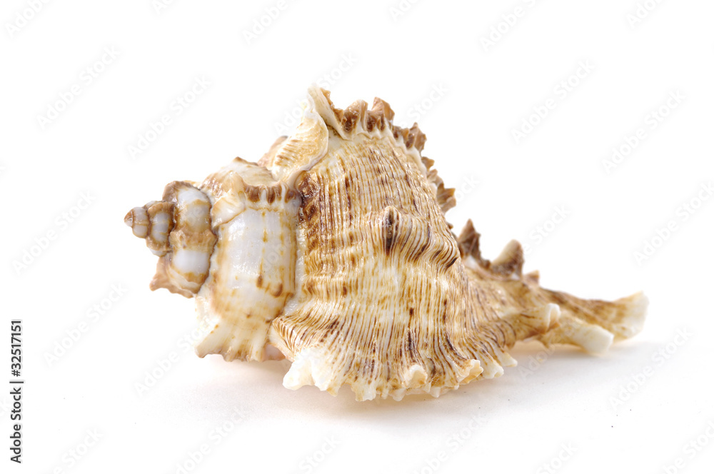 seashell isolated on white background seashell isolated on white background
