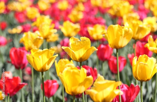 Fototapeta Naklejka Na Ścianę i Meble -  tulipes