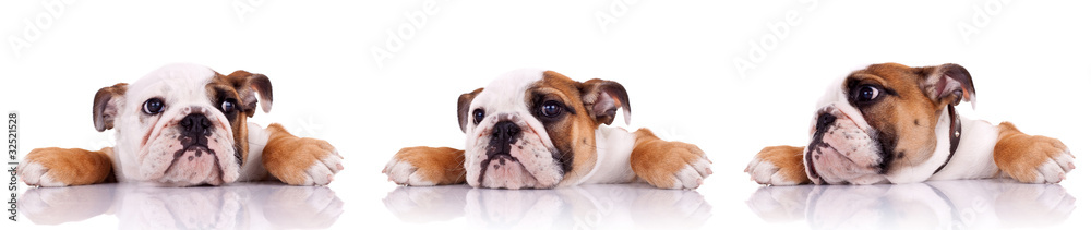 three poses of an english bulldog puppy