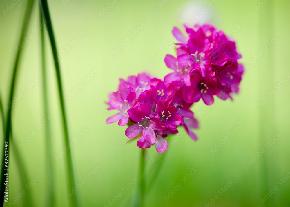 Obraz premium rosa blüte