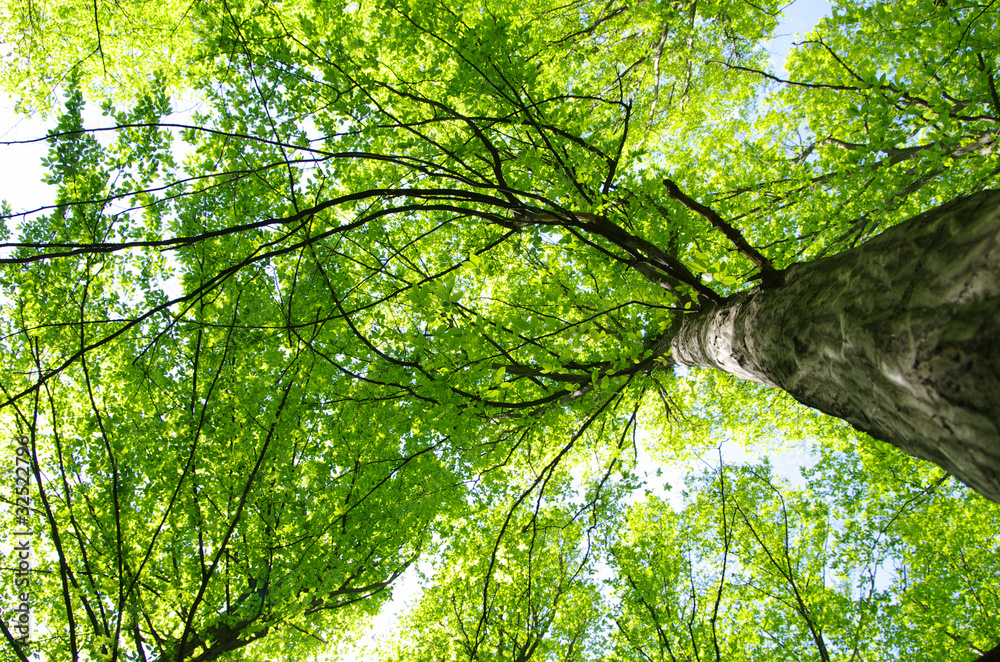 Fototapeta premium green forest