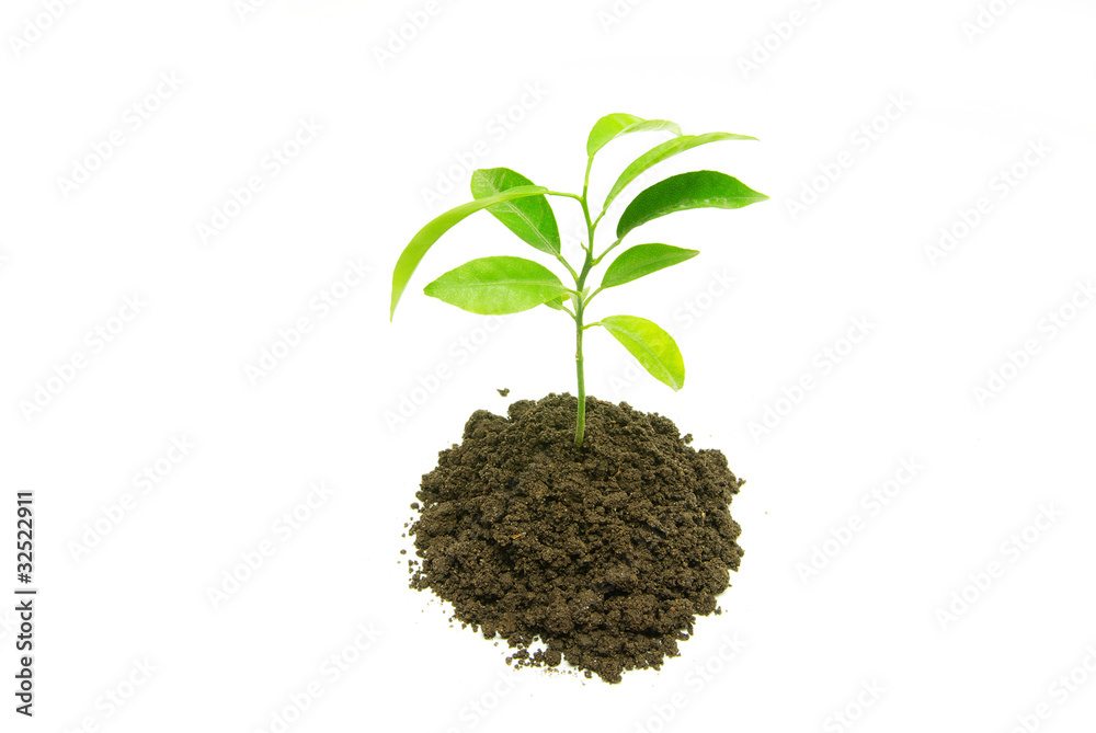 green plant green plant