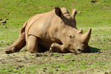 White Rhinoceros Sunbathing