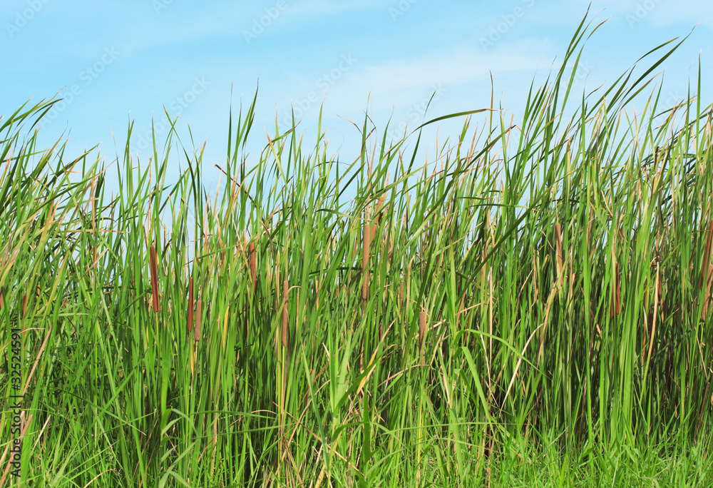 Fototapeta premium Green grass