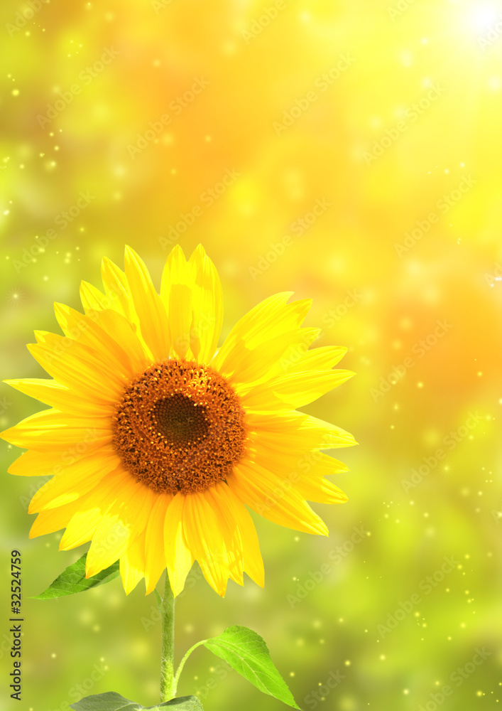 Obraz premium Sunflower