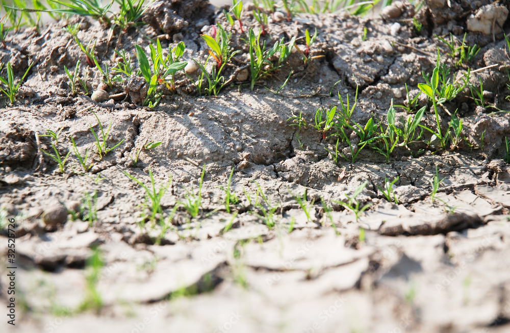 Obraz premium Trockenheit