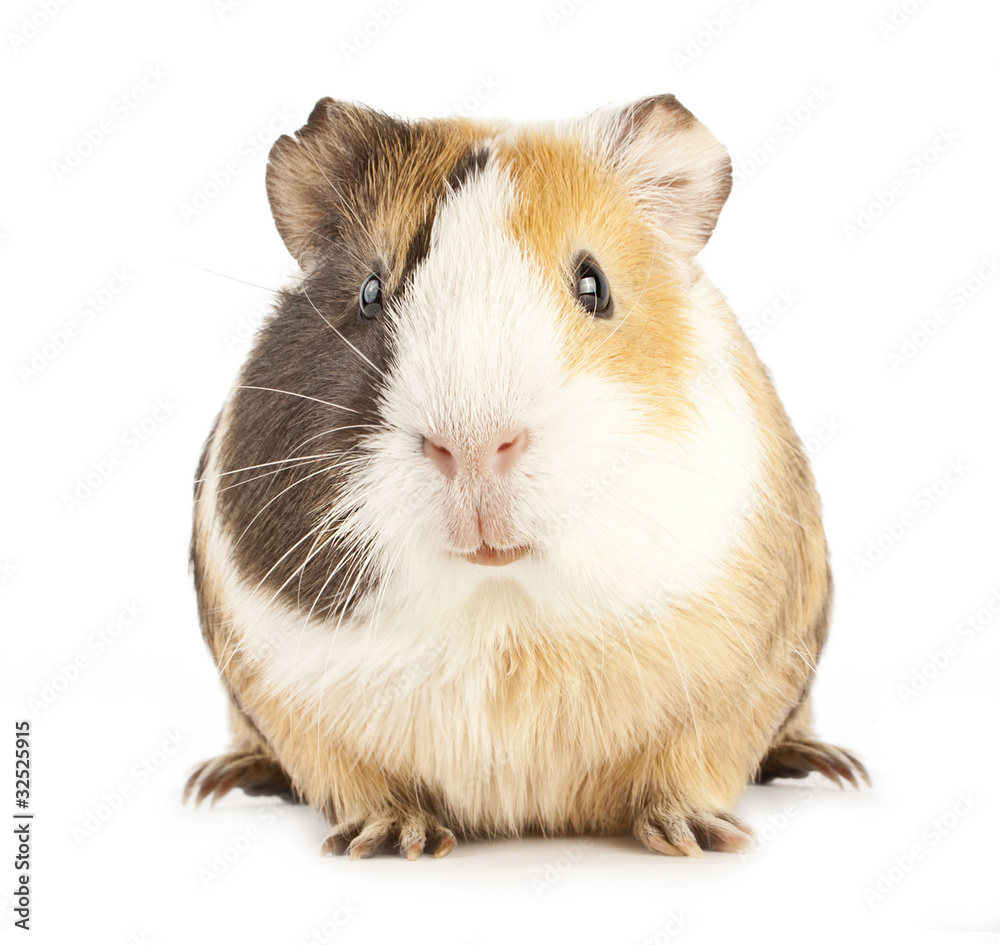 guinea guinea