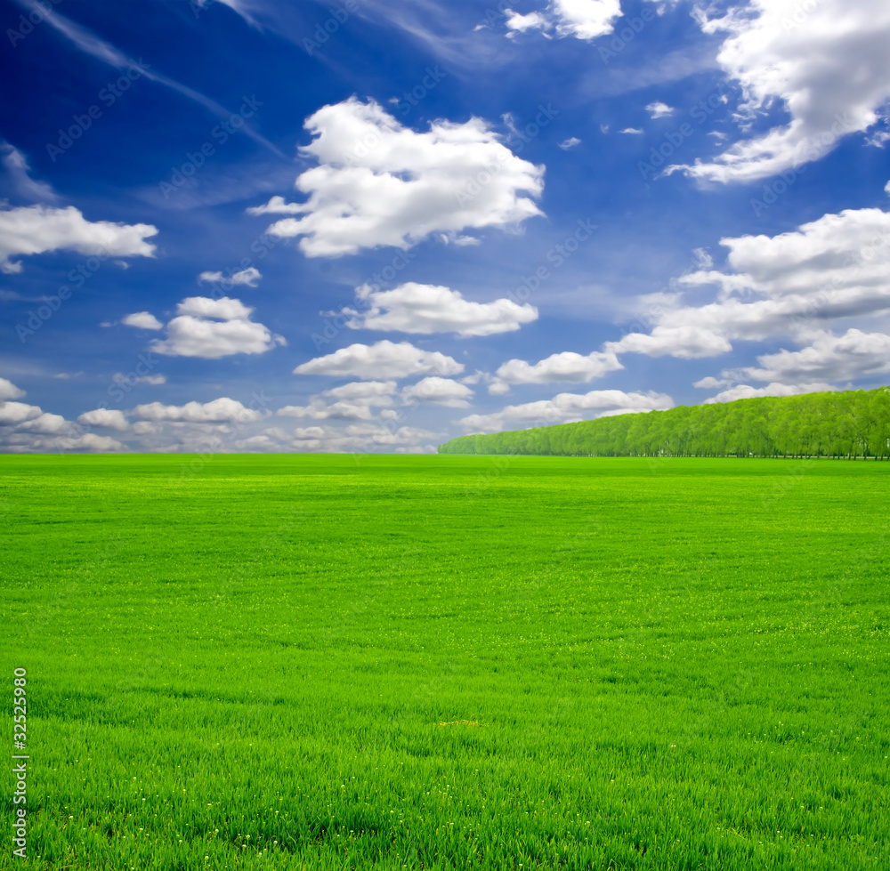 Obraz premium meadow