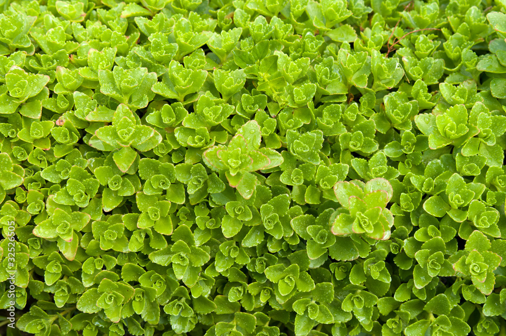 Sedum Sedum