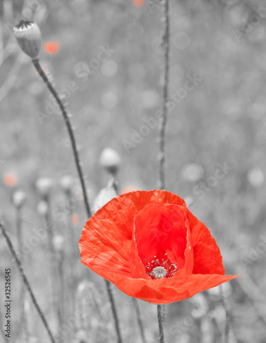 black and white poppy