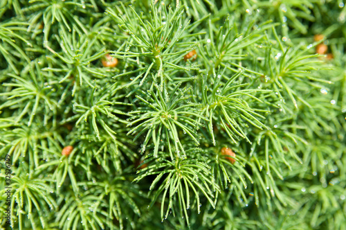 Spruce in raindrops