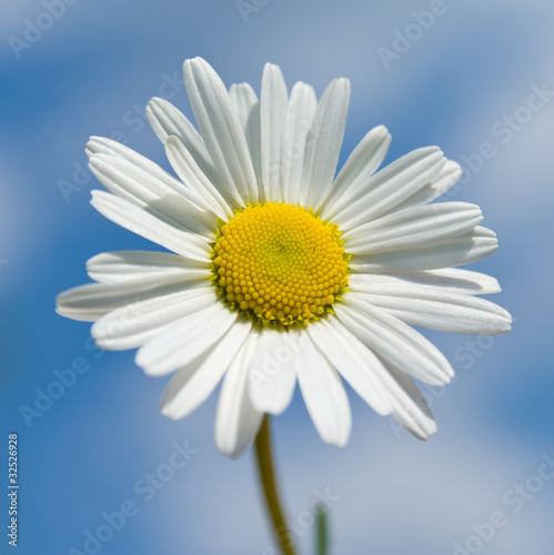 Chamomile flower against the sky