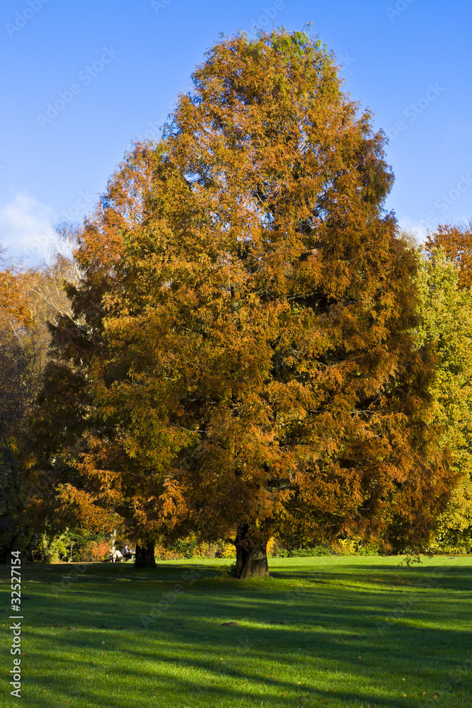 Mammutbaum Herbst Stadtpark 1