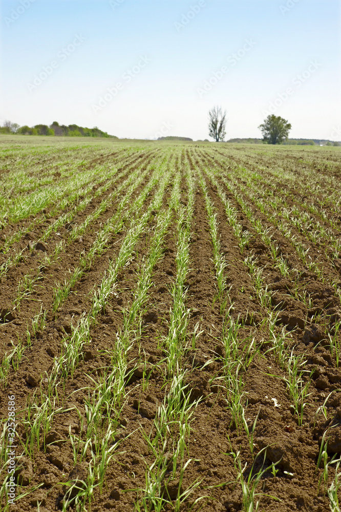 Shoots of wheat in a small field Shoots of wheat in a small field