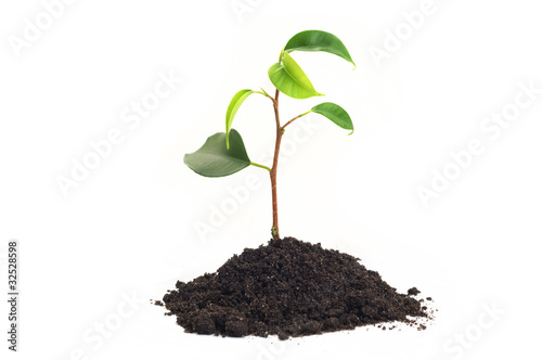 green sprout on white background