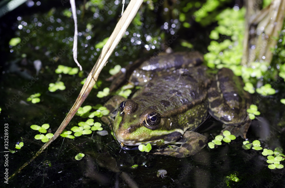 Obraz premium grenouille