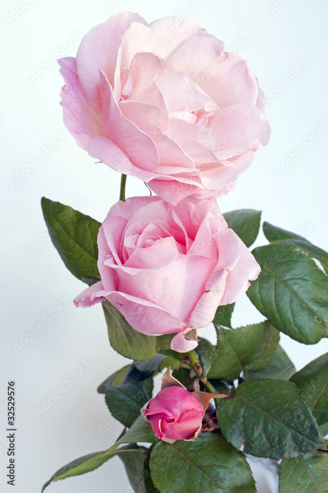 The three stages of a rose: bud, young flower, mature flower