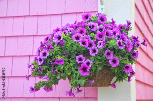 Purple Hanging Basket