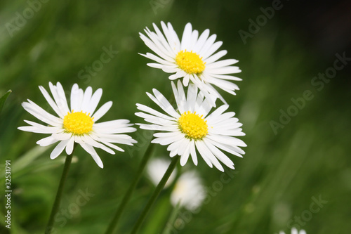 Fototapeta Naklejka Na Ścianę i Meble -  White Daisy flower