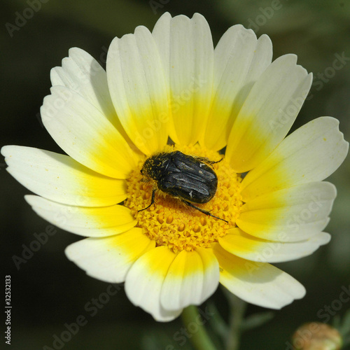 Insecte sur le glacis de Rhodes photo