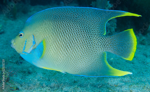 Blue Angelfish on a reef in south east Florida.