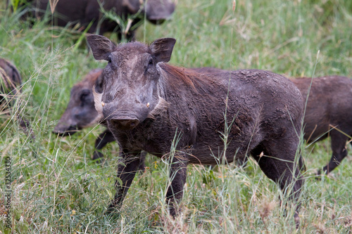 Warthog in the grass