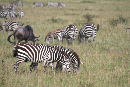 Zebras eating grass