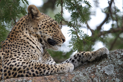 Leopard on a tree