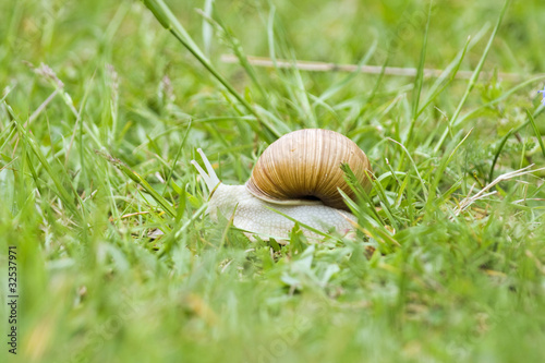 litle snail photo