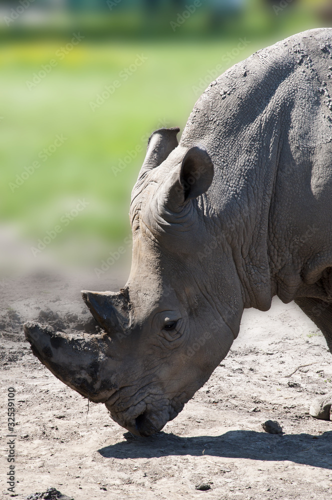 Obraz premium black rhino