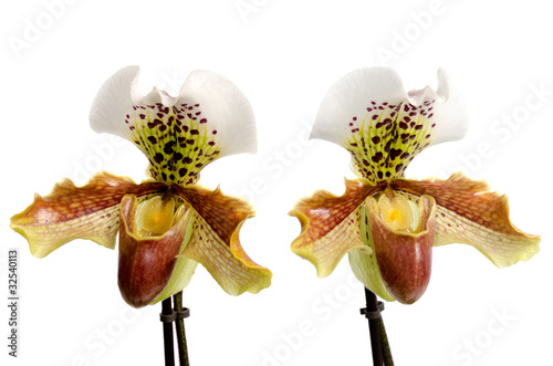 Close up of orchid (Paphiopedilum Maudiae) photo