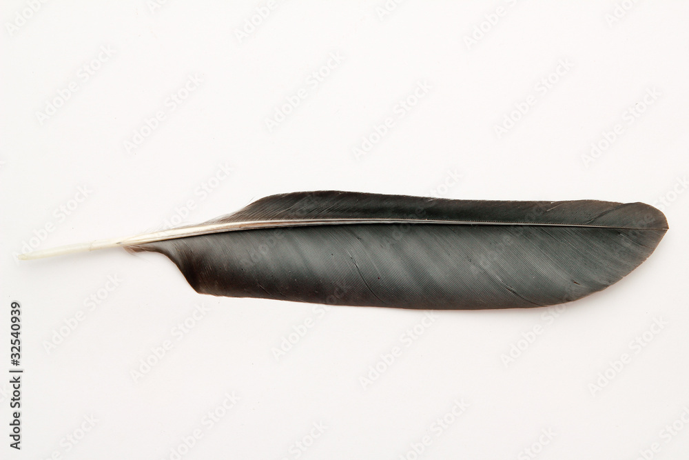 feather feather