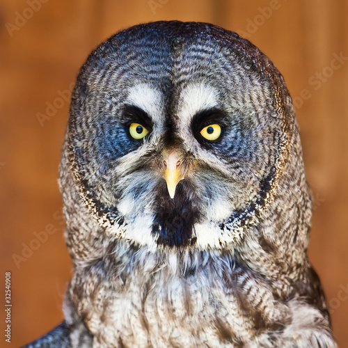 Great Grey Owl or Lapland Owl (Strix nebulosa) © Travel Stock