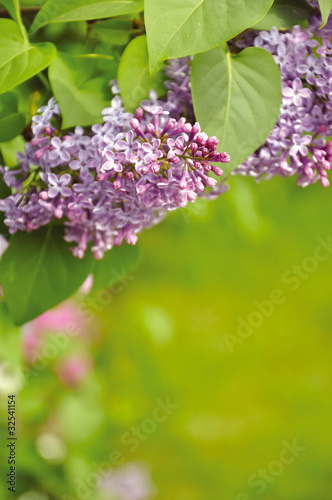 Lilacs