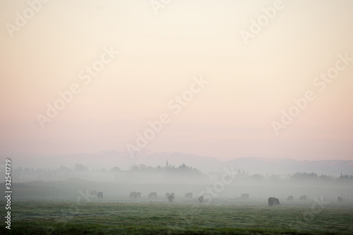 cattle grazing through mist at sunrise