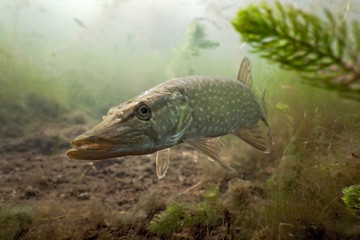Fototapete Unterwasser Hecht im klaren Seegrund  © crisod